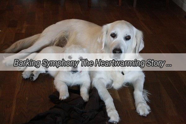 Barking Symphony The Heartwarming Story of a Dog and Owners Harmonious Suona Collaboration